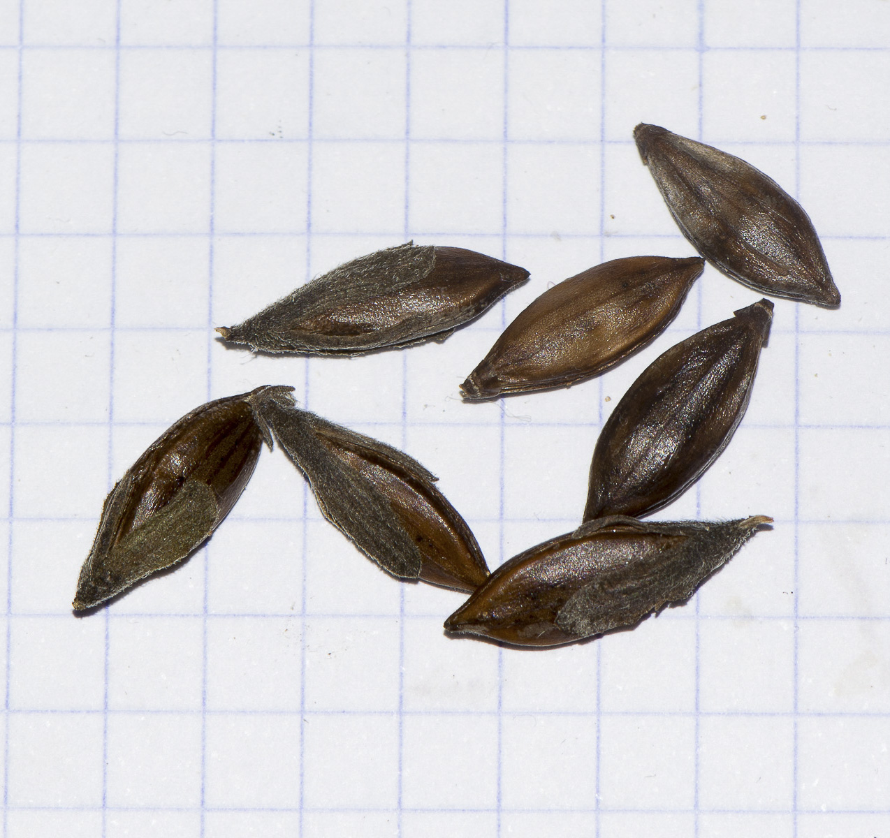 Image of Barleria obtusa specimen.