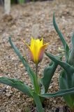 Tulipa ferganica