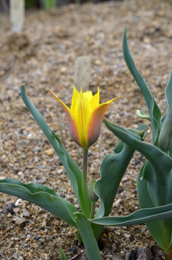 Изображение особи Tulipa ferganica.