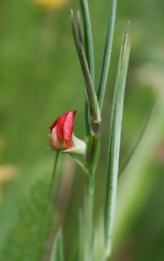 Image of Lathyrus cicera specimen.