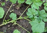 Malva pusilla