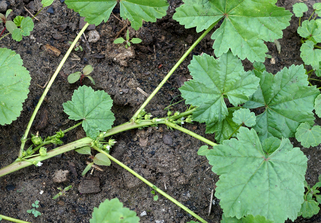 Image of Malva pusilla specimen.