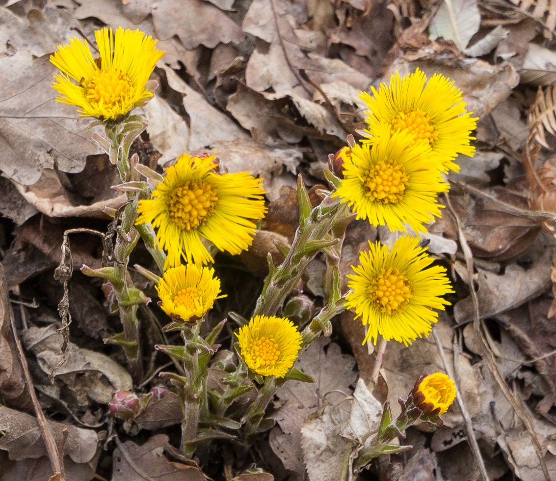 Image of Tussilago farfara specimen.