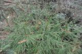 Cryptomeria variety sinensis