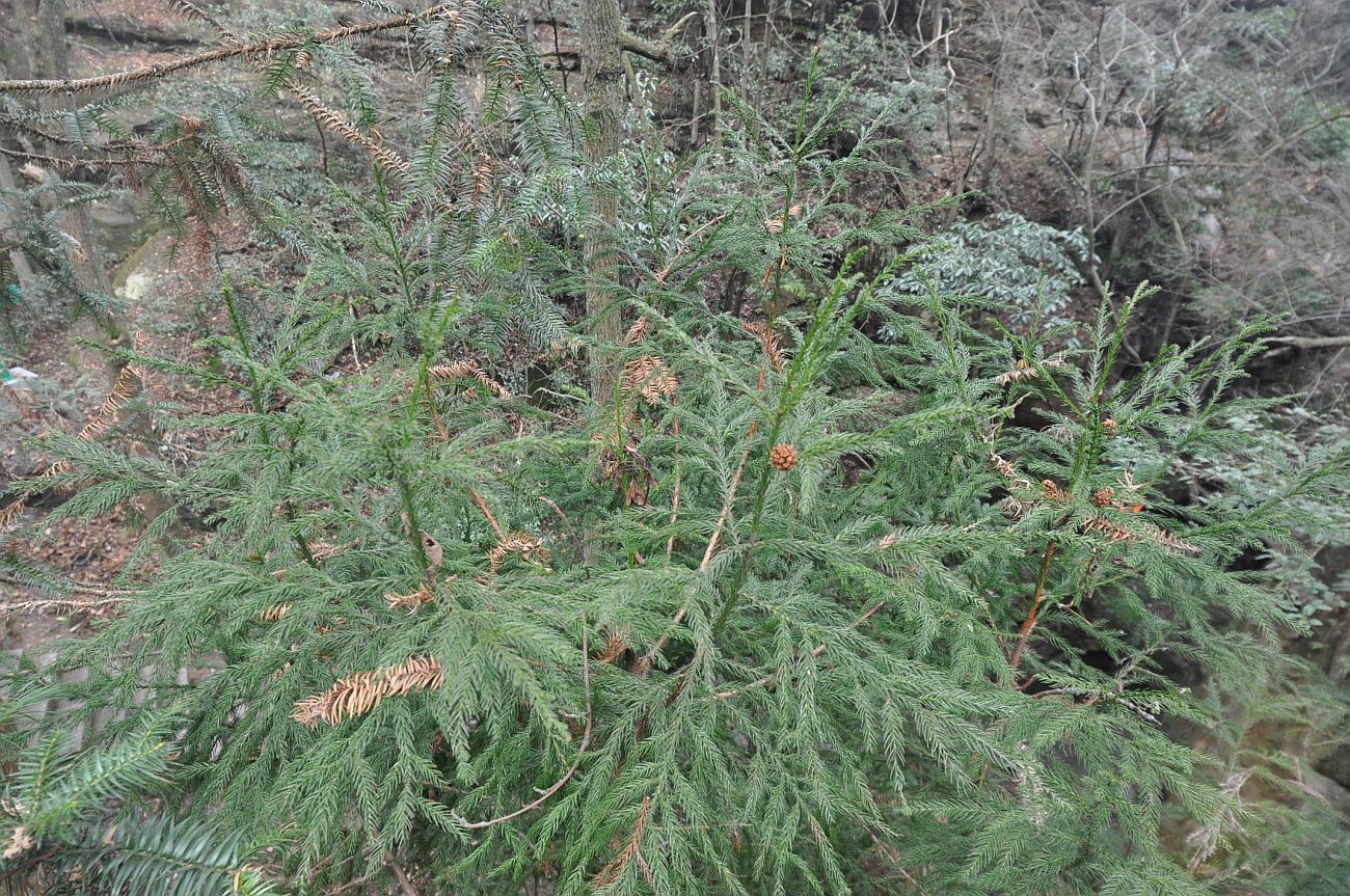 Изображение особи Cryptomeria japonica var. sinensis.