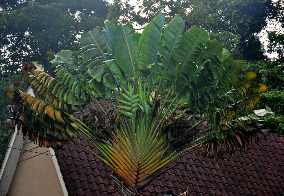 Image of Ravenala madagascariensis specimen.