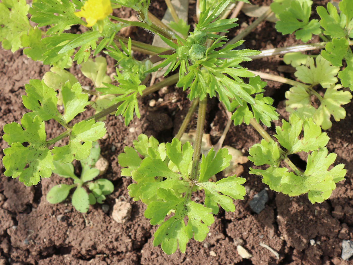 Изображение особи Ranunculus scandicinus.