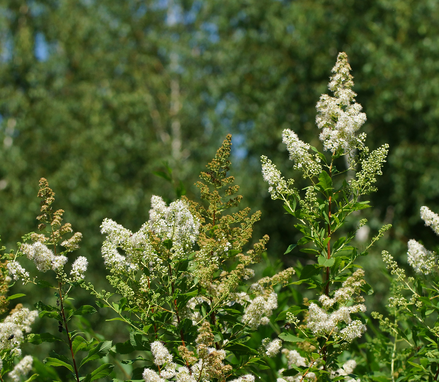 Изображение особи Spiraea alba.