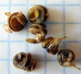 Medicago sativa