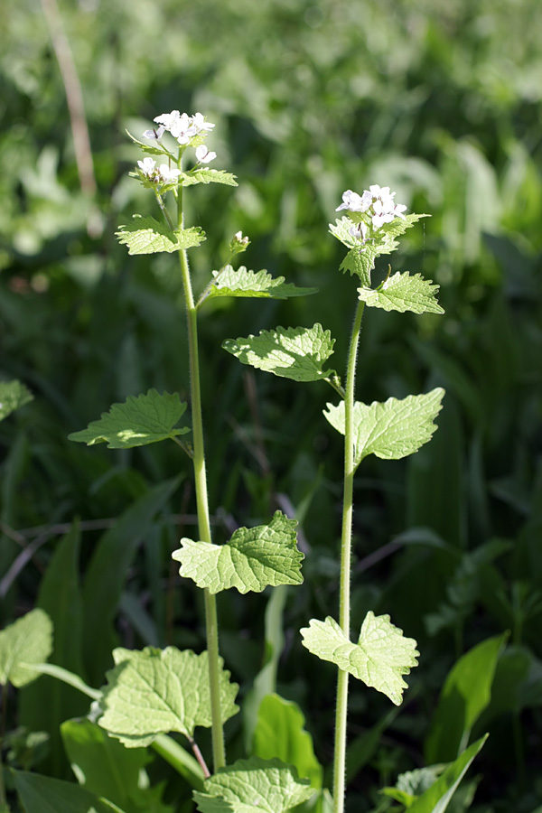Image of Alliaria petiolata specimen.