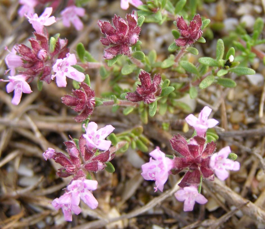 Изображение особи Thymus moldavicus.