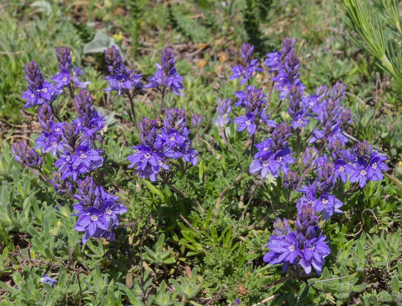 Изображение особи Veronica capsellicarpa.