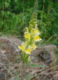 Linaria acutiloba