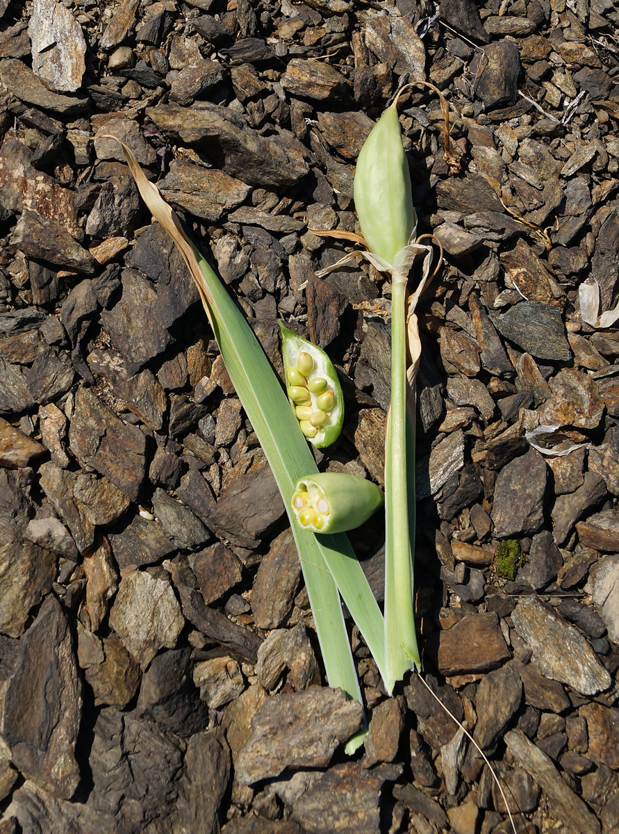 Image of Iris glaucescens specimen.