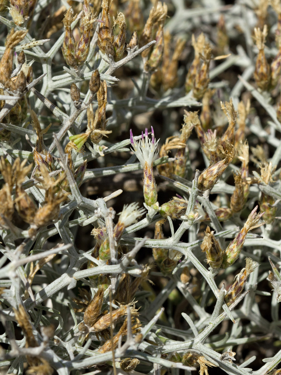 Изображение особи Centaurea spinosa.