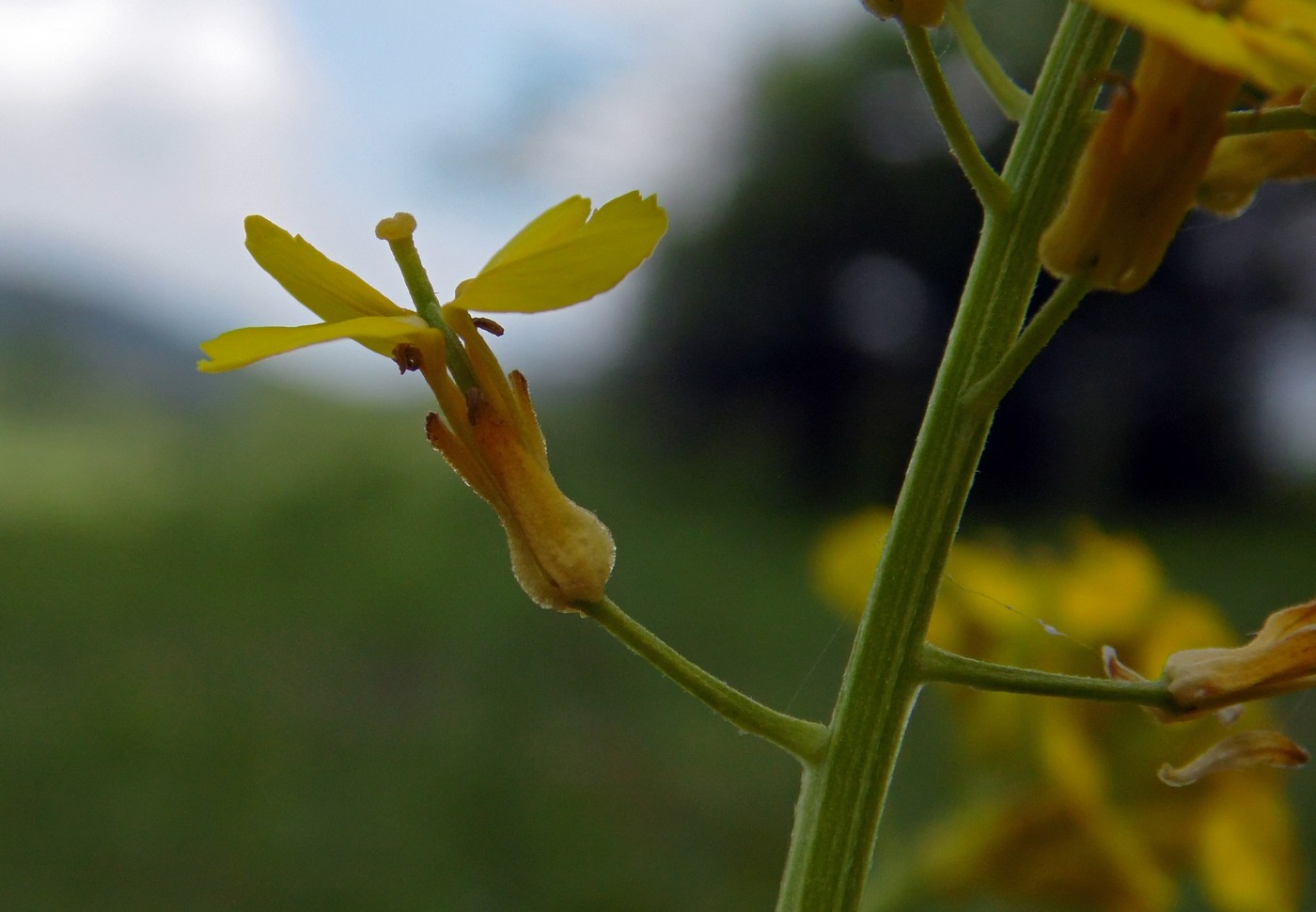 Изображение особи Erysimum aureum.