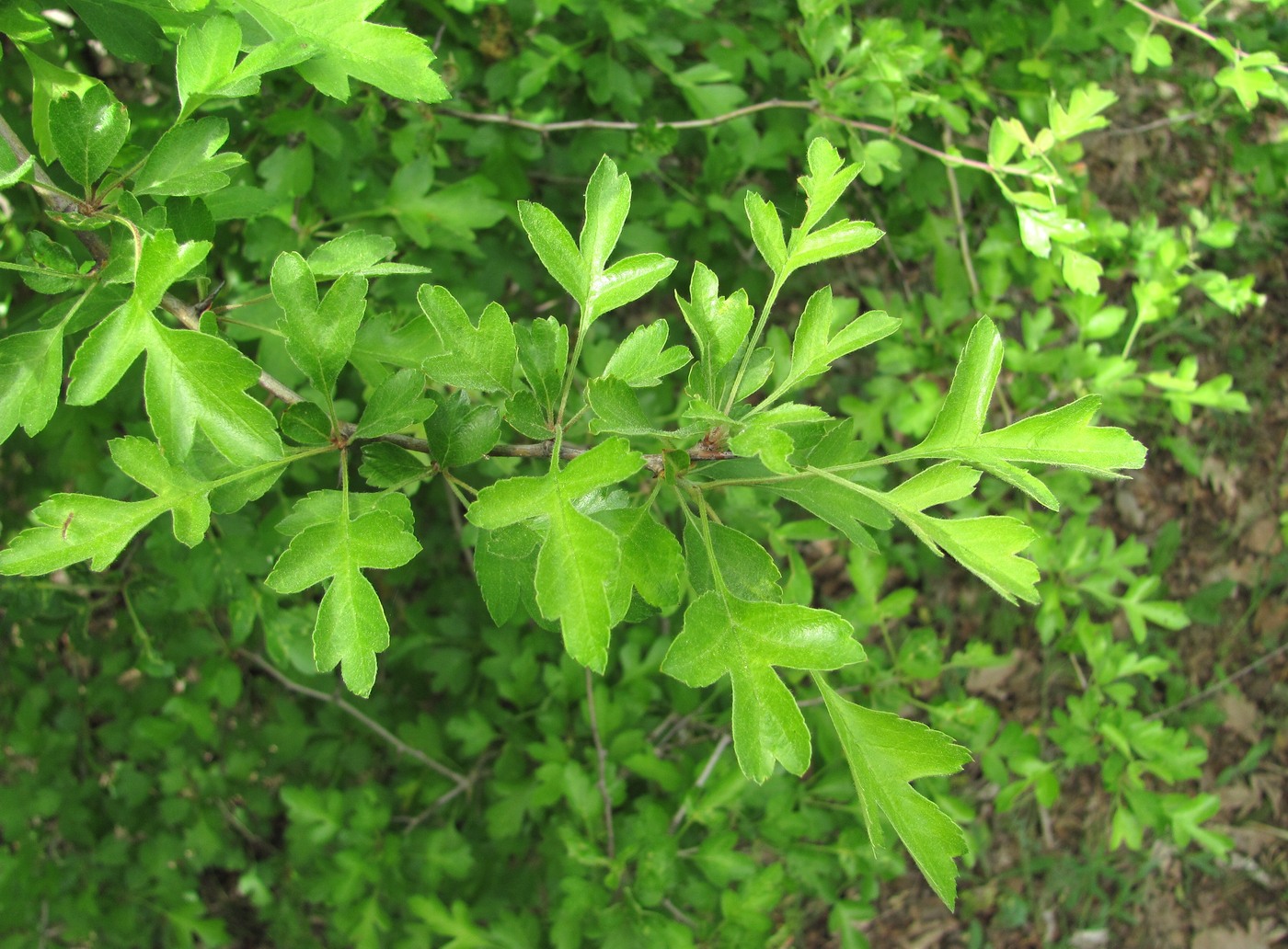 Изображение особи род Crataegus.