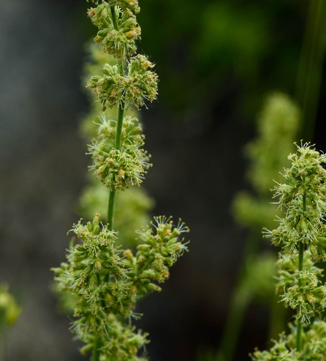 Изображение особи Silene borysthenica.