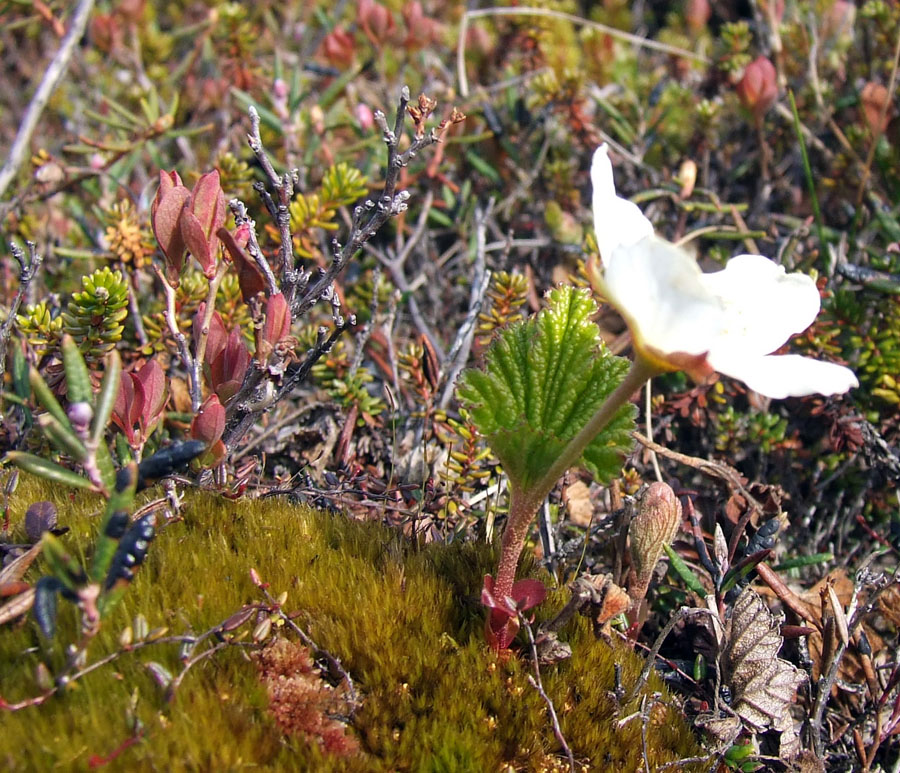 Изображение особи Rubus chamaemorus.