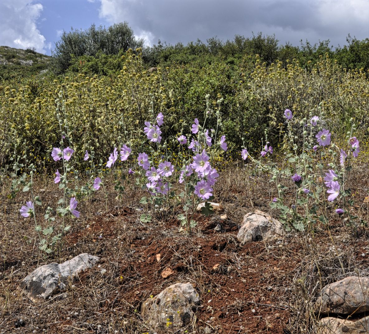 Изображение особи Alcea pallida.