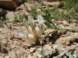 Astragalus nivalis. Верхушка побега с соцветием. Кыргызстан, Зап. Тянь-Шань, Таласский Алатау, северная (таласская) сторона пер. Кара-Буура, ≈ 3000 м н.у.м., каменистый склон юго-зап. экспозиции. 17 июля 2018 г.