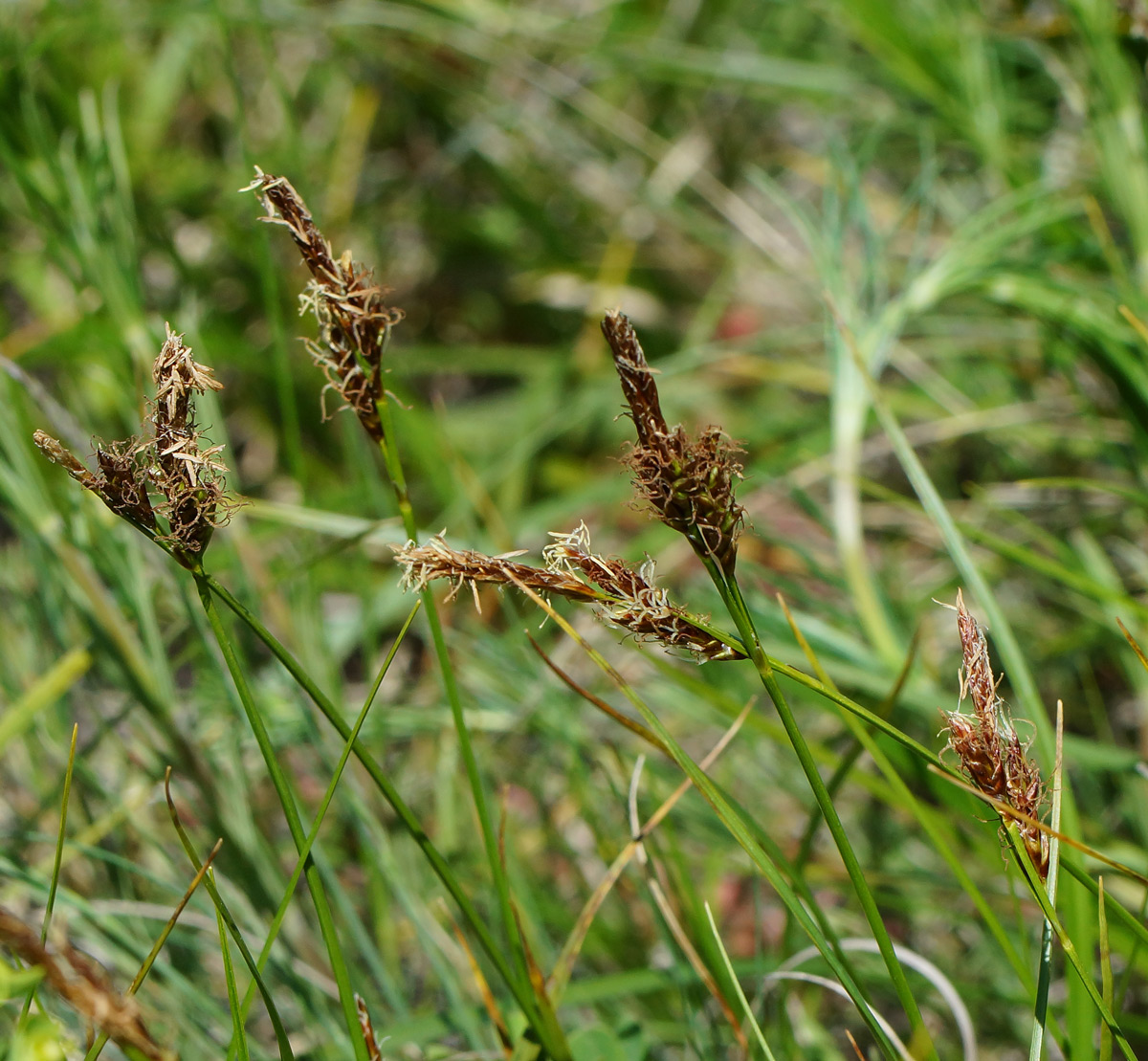 Изображение особи род Carex.