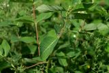 Image of taxon representative. Author is Олег Данилов