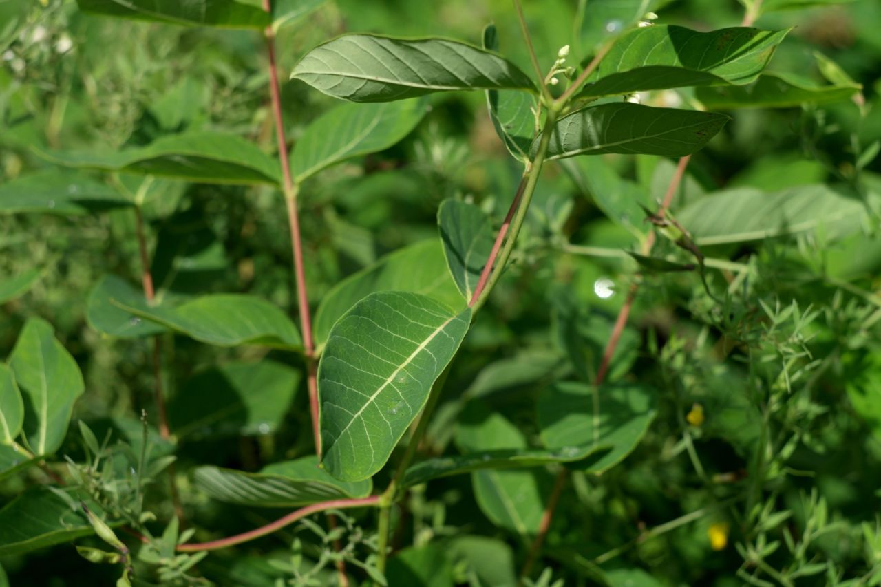 Изображение особи Apocynum cannabinum.