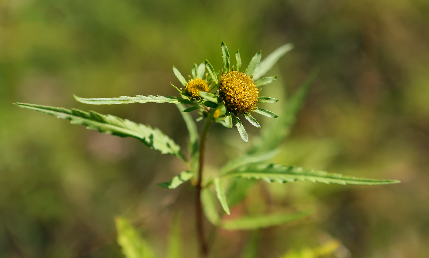 Изображение особи Bidens radiata.