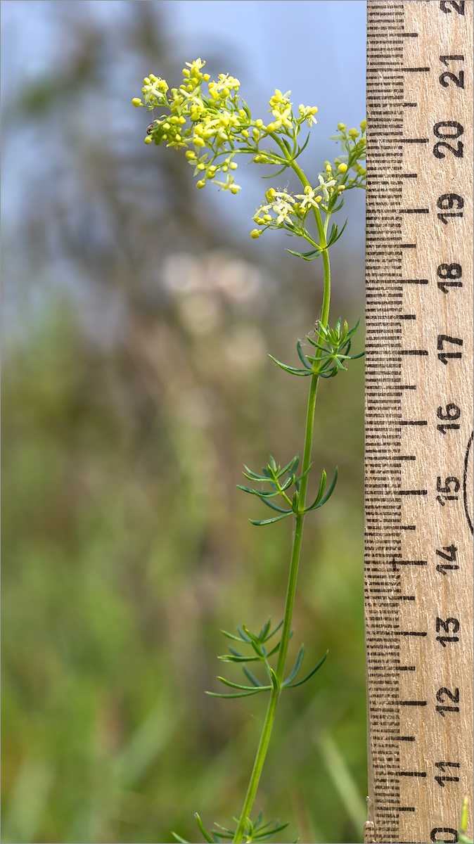 Изображение особи Galium &times; pomeranicum.