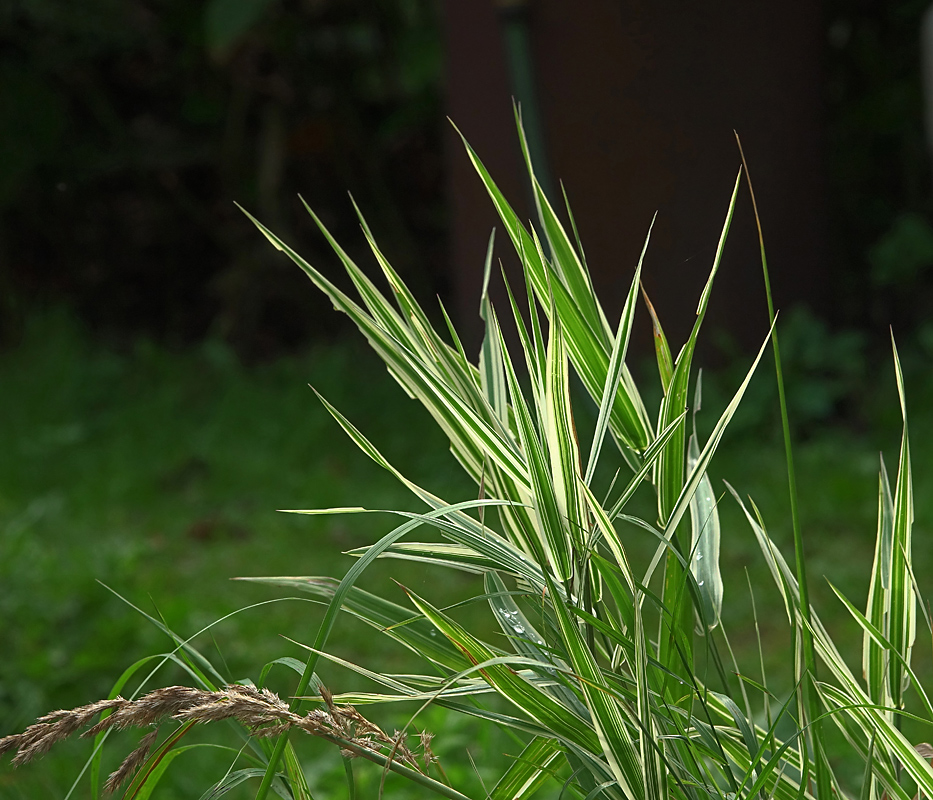 Изображение особи Phalaroides japonica.