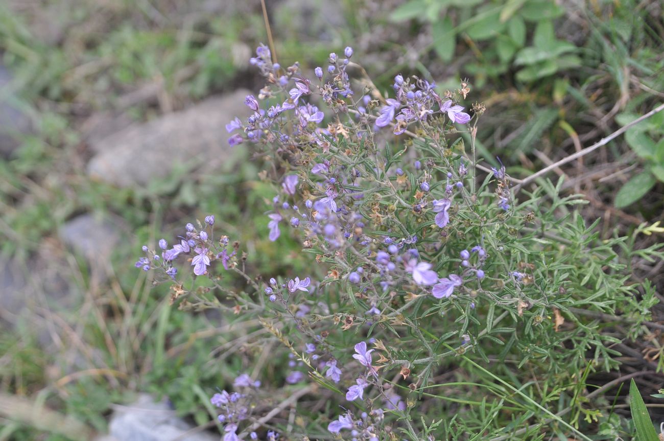 Изображение особи Teucrium orientale.