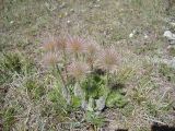 Pulsatilla taurica