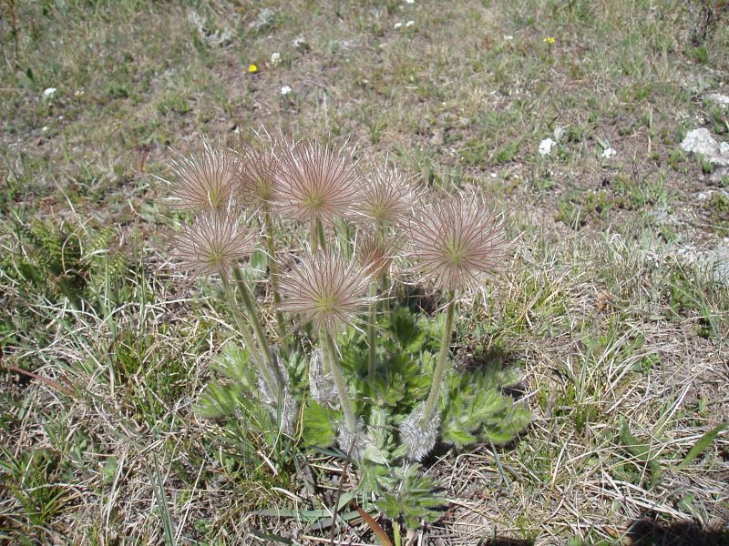 Image of Pulsatilla taurica specimen.