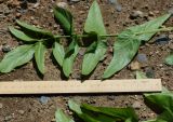 Sium latifolium
