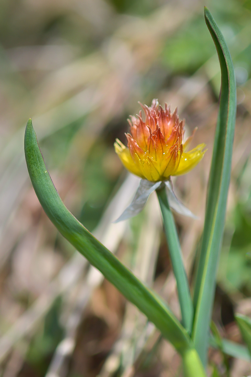 Изображение особи Allium semenowii.