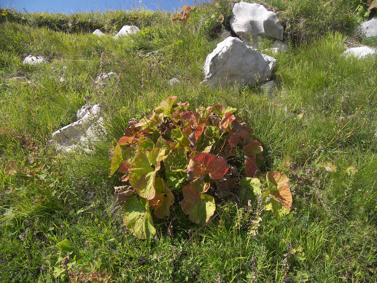 Image of Woronowia speciosa specimen.