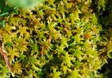 род Sphagnum. Верхушки вегетирующих и спороносящих растений. Московская обл., Истринский р-н, Павловская слобода, сфагновое болото. 24.06.2007.