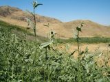 Atriplex aucheri