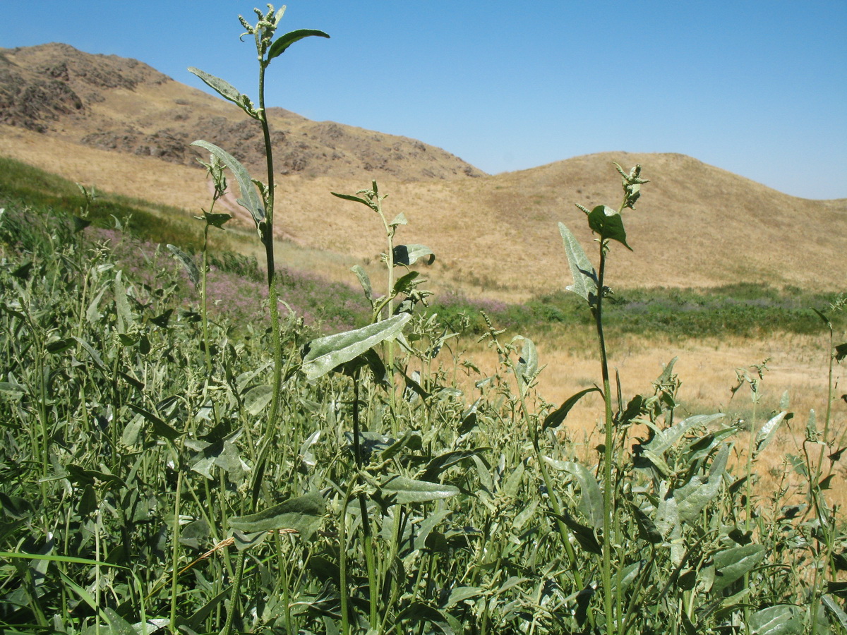 Изображение особи Atriplex aucheri.