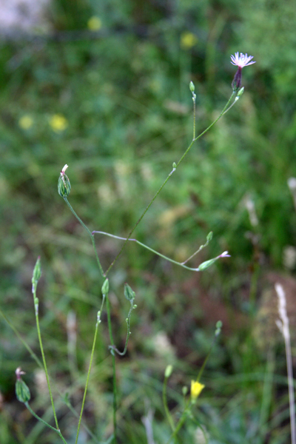 Изображение особи Crupina vulgaris.