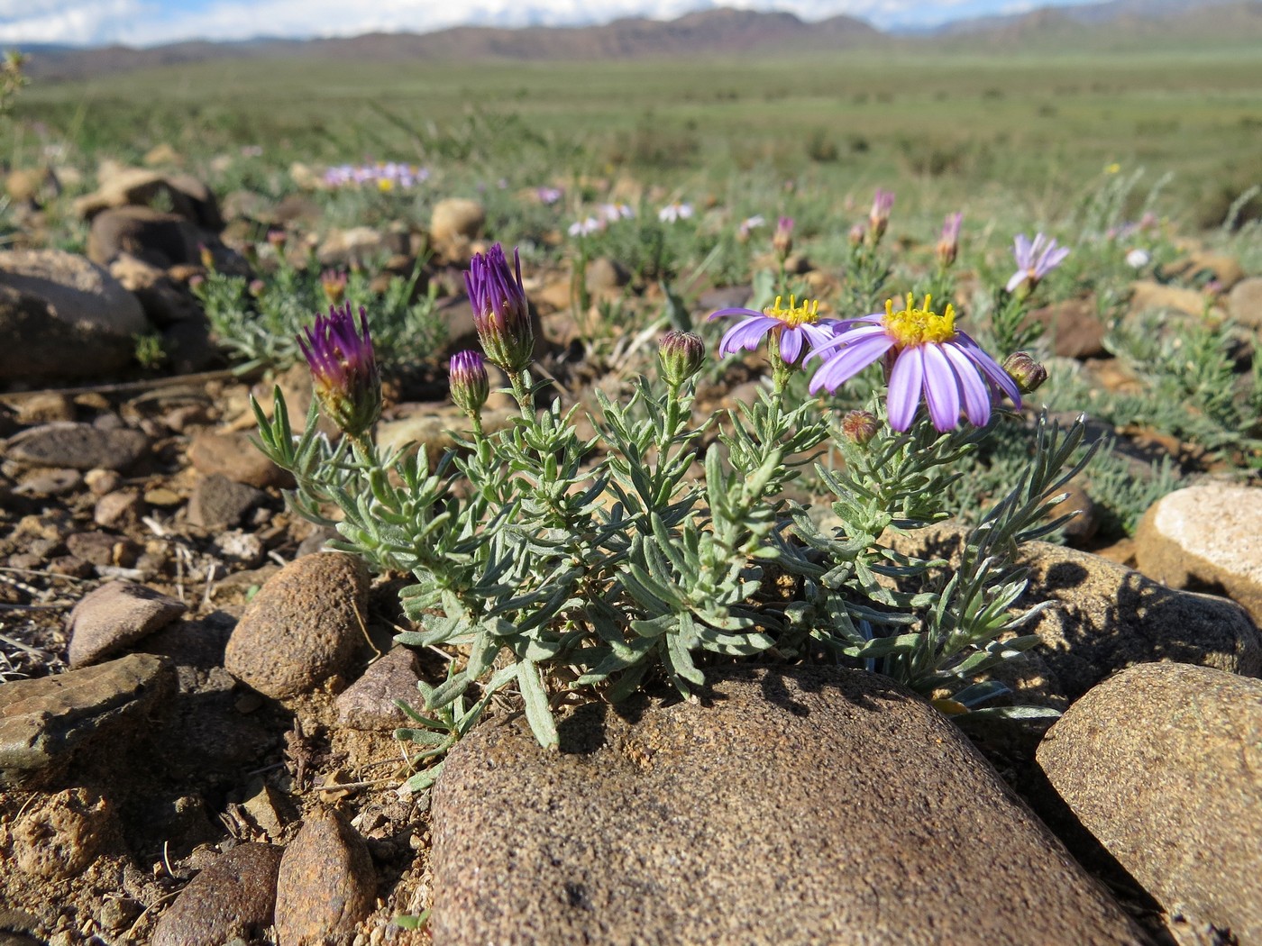 Image of Asterothamnus heteropappoides specimen.