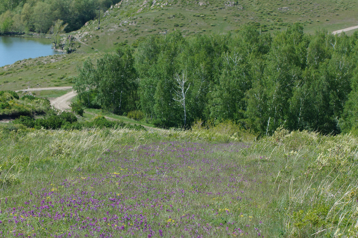 Изображение особи Oxytropis teres.