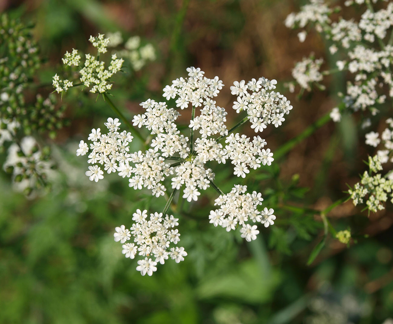 Изображение особи Aethusa cynapium.