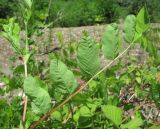 Astragalus glycyphyllos