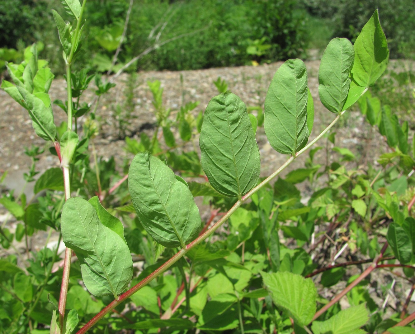 Изображение особи Astragalus glycyphyllos.