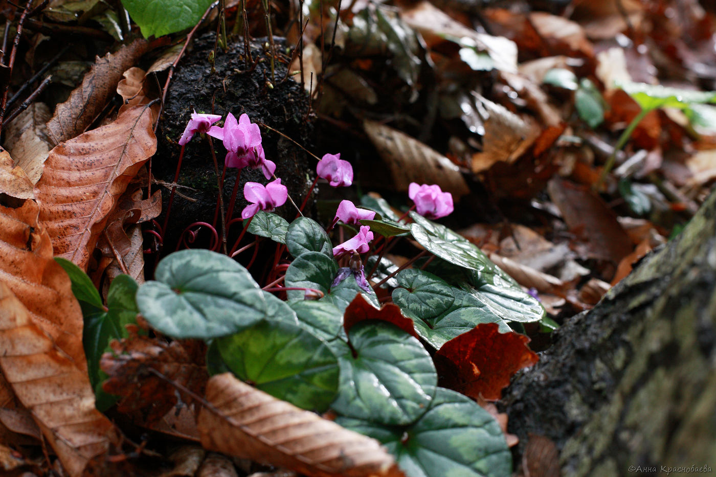Image of Cyclamen coum specimen.