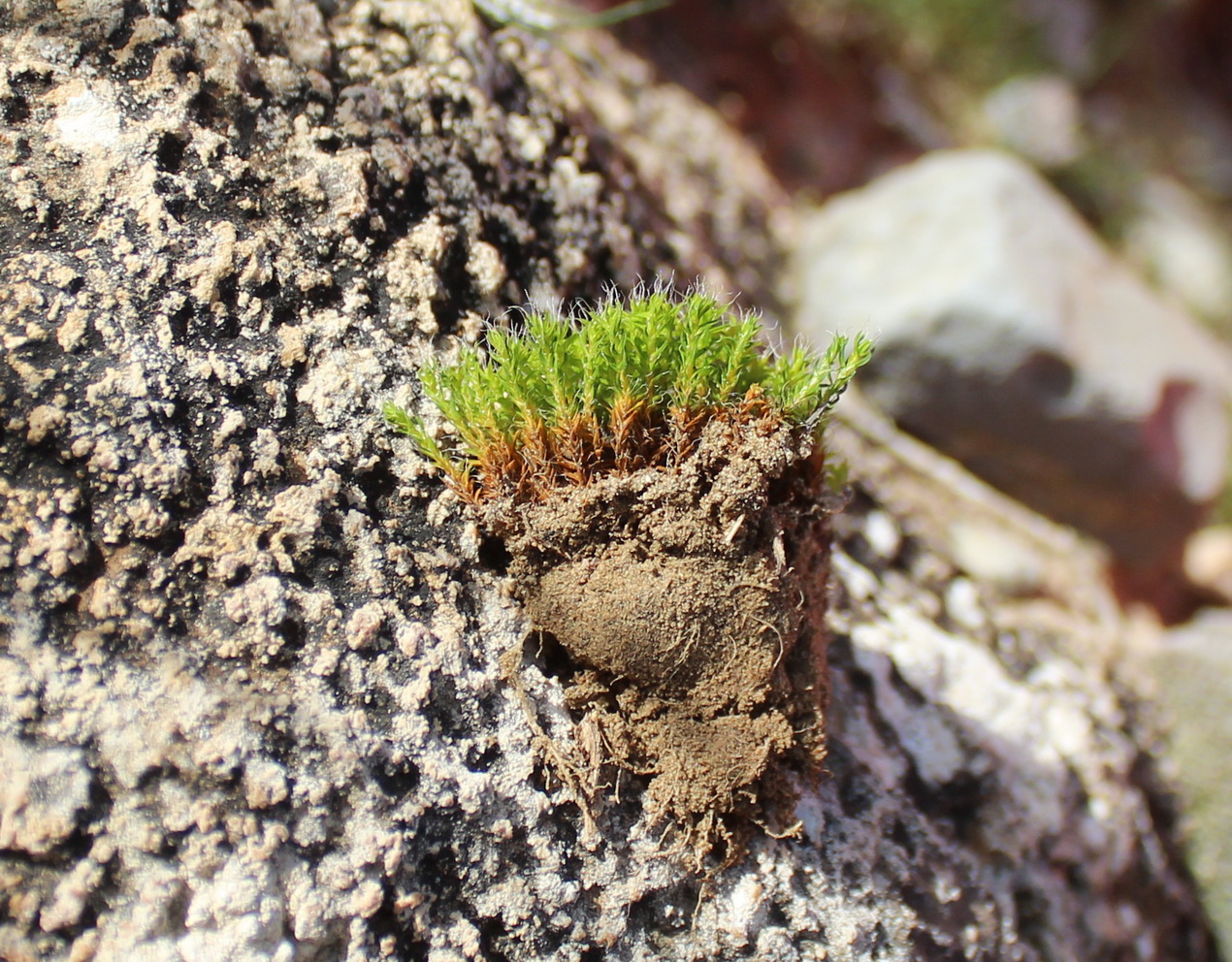  Bryopsida      