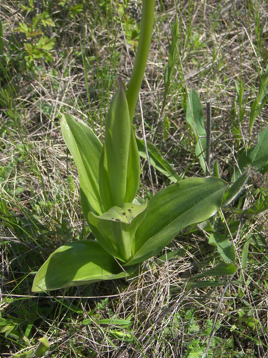 Image of Orchis purpurea ssp. caucasica specimen.