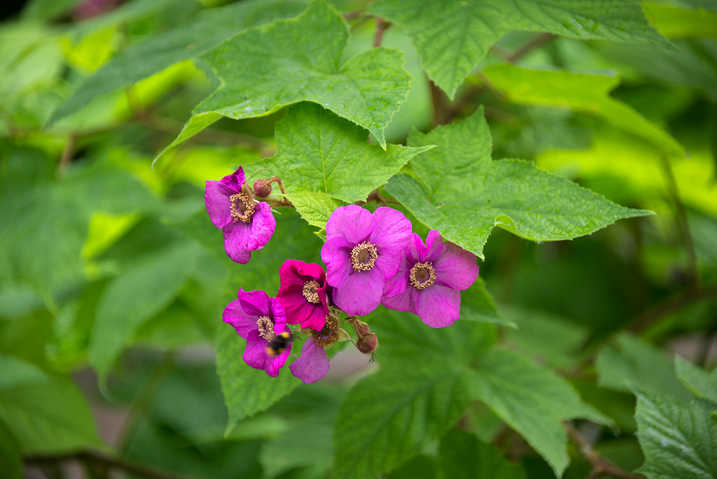 Изображение особи Rubus odoratus.